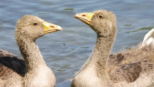 Бор галуу - ML201084741