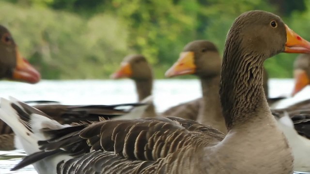 Бор галуу - ML201084751