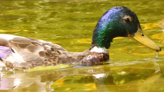 Зэрлэг нугас - ML201084781