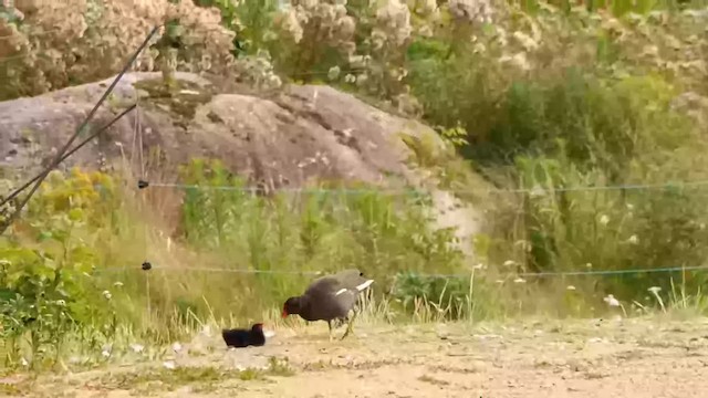 Eurasian Moorhen - ML201084801