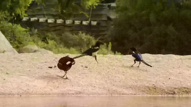 Хажилгат түнжүүр - ML201084811