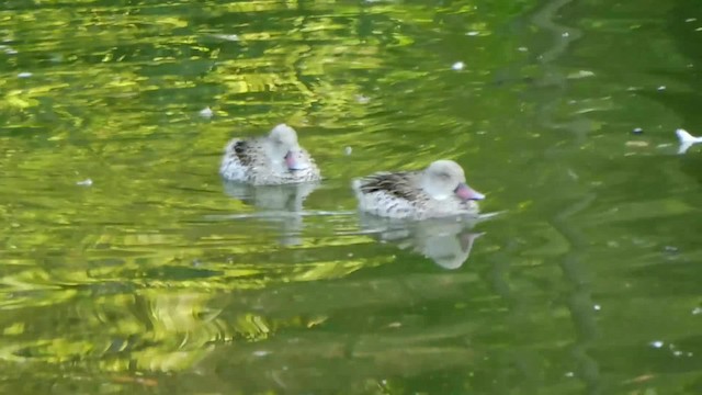 アカハシコガモ - ML201084831