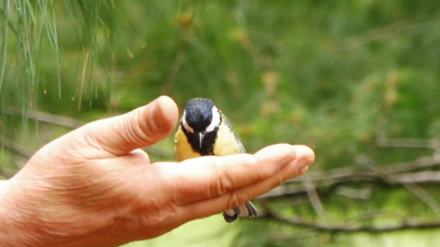 Great Tit - ML201084841