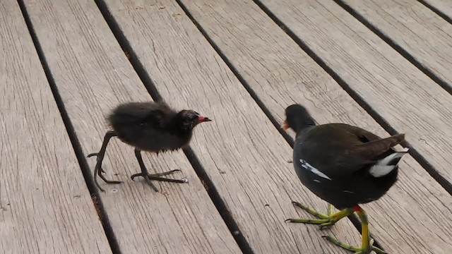 Gallinule poule-d'eau - ML201084851