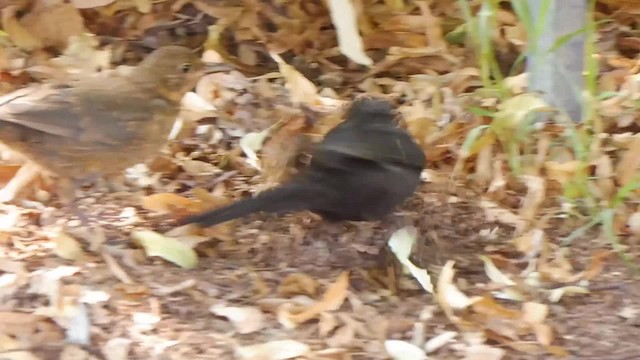 Хар хөөндэй - ML201084861