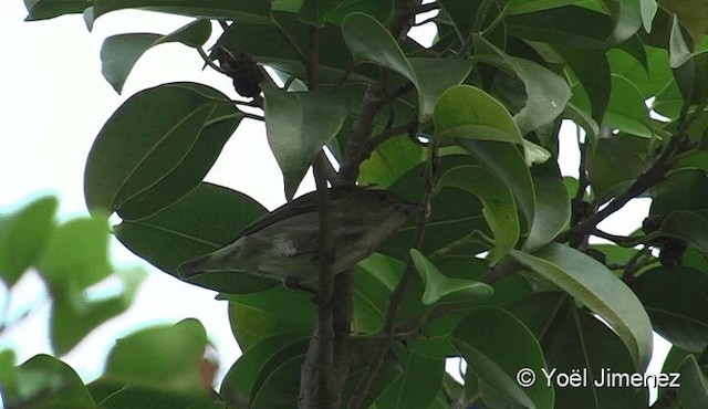 Thick-billed Flowerpecker (obsoletum Group) - ML201085261