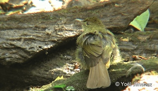Gray-eyed Bulbul (Gray-eyed) - ML201085431