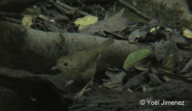 Buff-breasted Babbler - ML201085501
