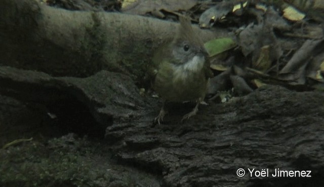 Puff-throated Bulbul (Puff-throated) - ML201085511