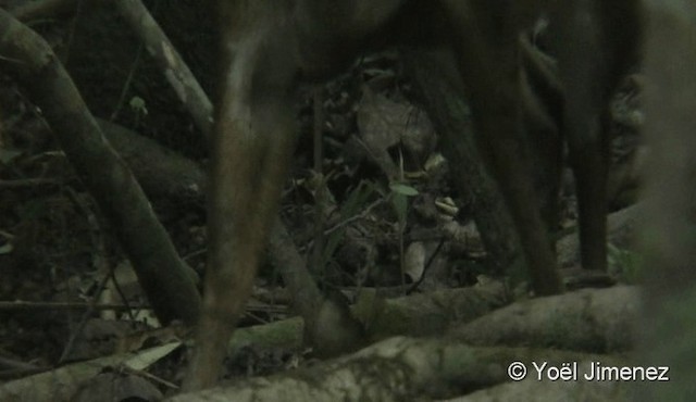 Buff-breasted Babbler - ML201085521