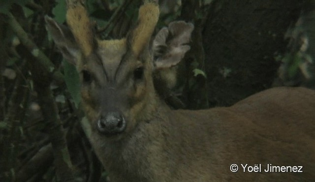 Buff-breasted Babbler - ML201085531