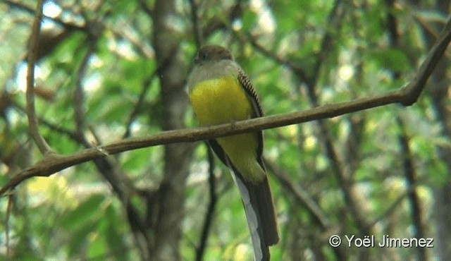 Turuncu Göğüslü Trogon [dulitensis grubu] - ML201085561