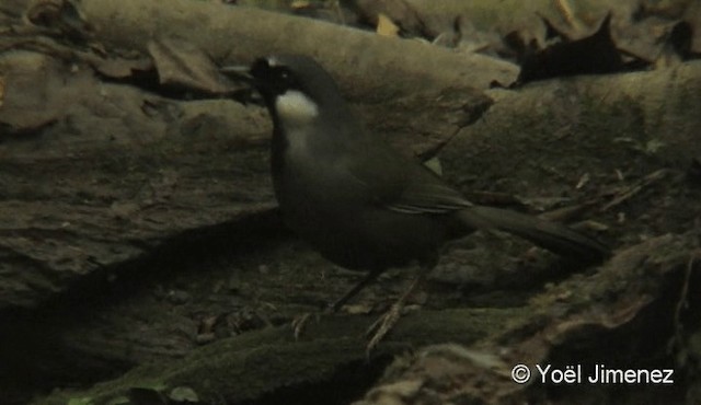 Charlatán Golinegro (grupo chinensis) - ML201085601