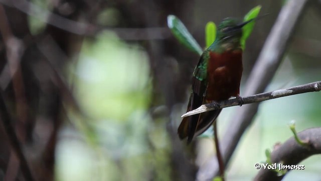 Chestnut-breasted Coronet - ML201085661