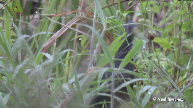 Blackish Rail - ML201085681