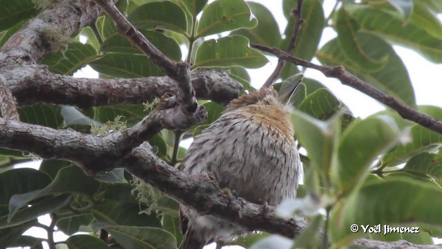 Western Striolated-Puffbird - ML201085721