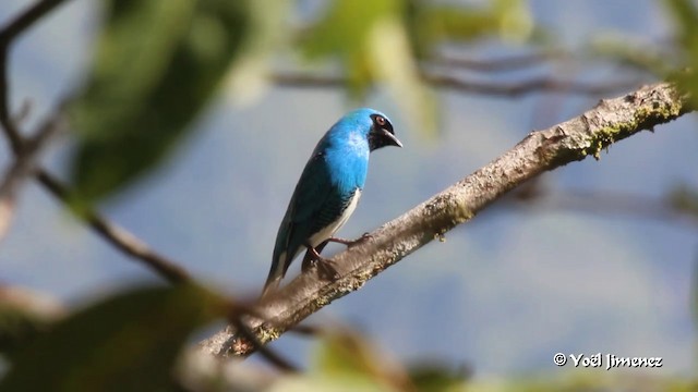 Swallow Tanager - ML201085791