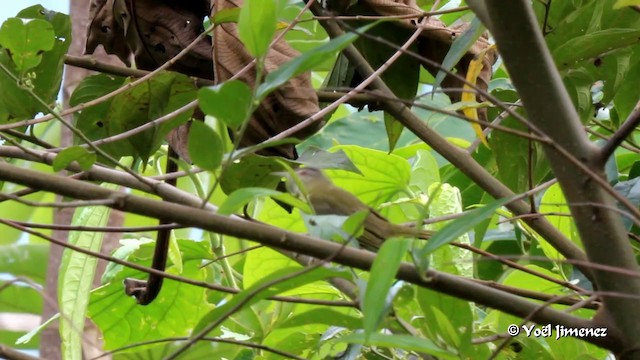 Yellow-green Vireo - ML201085801