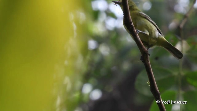 Common Iora - ML201085841