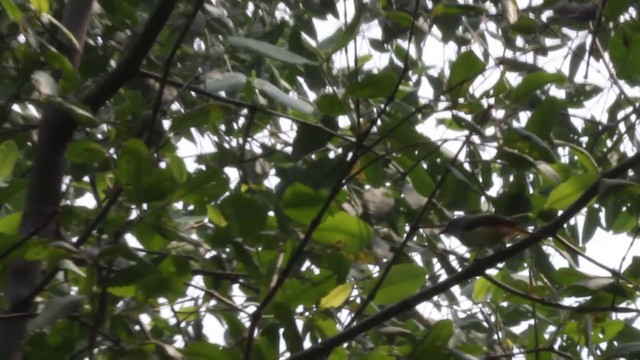 Küçük Minivet - ML201085901