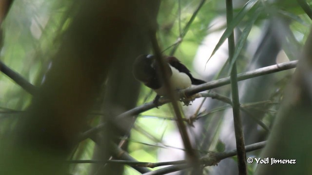 Javan Munia - ML201085921