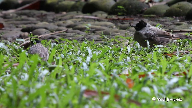 Sooty-headed Bulbul - ML201085931