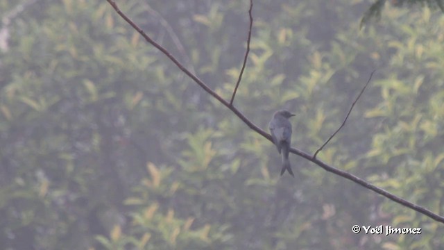 Ashy Drongo (Sooty) - ML201085941