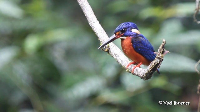 Blue-eared Kingfisher - ML201086021