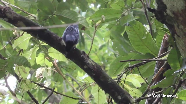 Blue Nuthatch - ML201086061