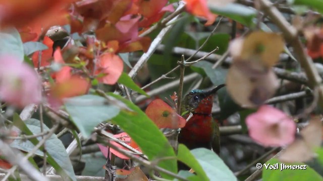 White-flanked Sunbird - ML201086081