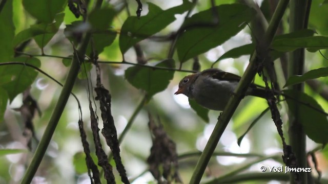 スンダモリムシクイ（grammiceps） - ML201086111