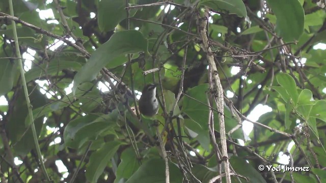 Crescent-chested Babbler - ML201086121