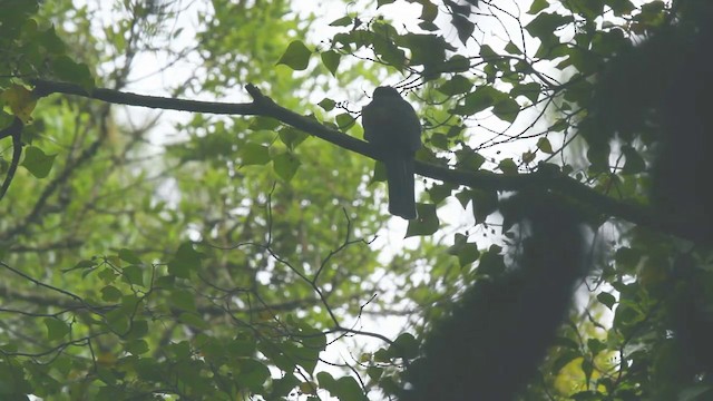 Javan Trogon - ML201086171