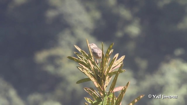 Brown Prinia - ML201086291