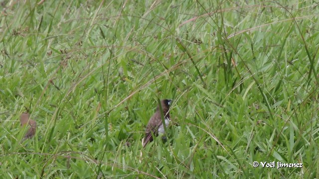 Javan Munia - ML201086301