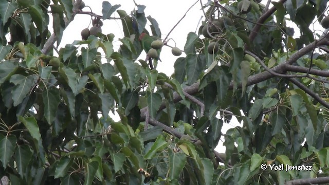 Red-cheeked Parrot - ML201086351