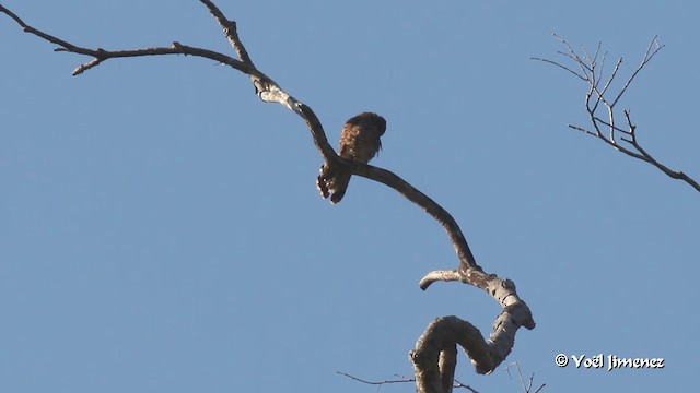 Spotted Kestrel - ML201086381