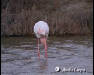 Flamant rose - ML201086401