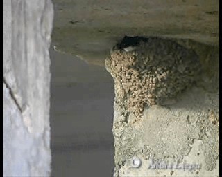 Western House-Martin - ML201086461