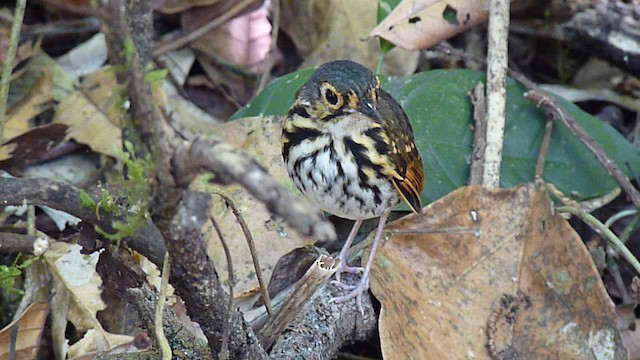 Streak-chested Antpitta - ML201086511