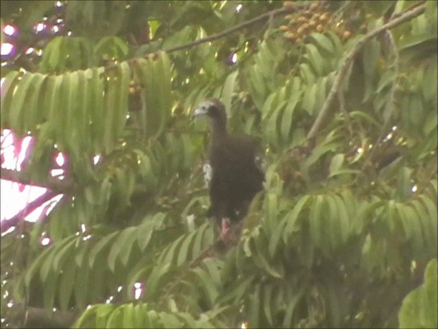 Trinidad Piping-Guan - ML201086531