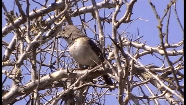 Red-shouldered Vanga - ML201086551