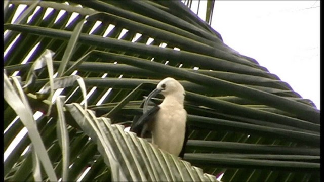 Sickle-billed Vanga - ML201086561