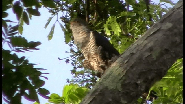 Madagascar Cuckoo - ML201086571