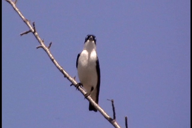 チェバートオオハシモズ - ML201086581