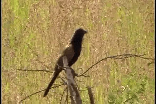 Black Coucal - ML201086631