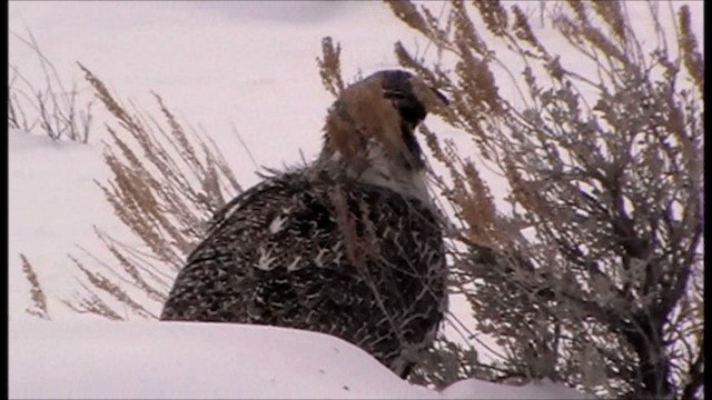 Greater Sage-Grouse - ML201086671