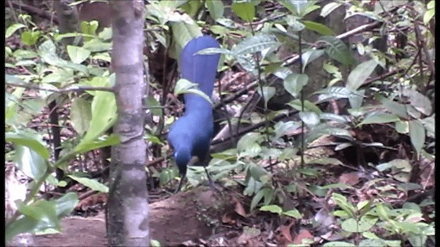 Blue Coua - ML201086681