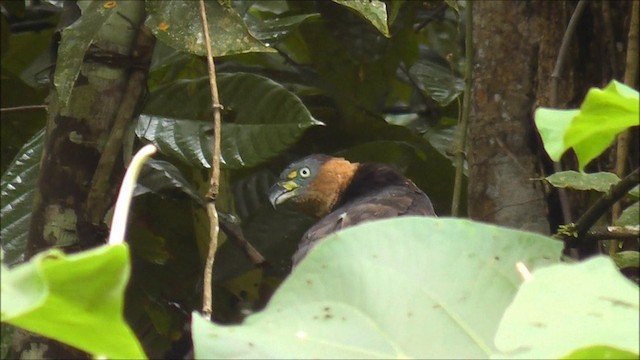 カギハシトビ（uncinatus） - ML201086711