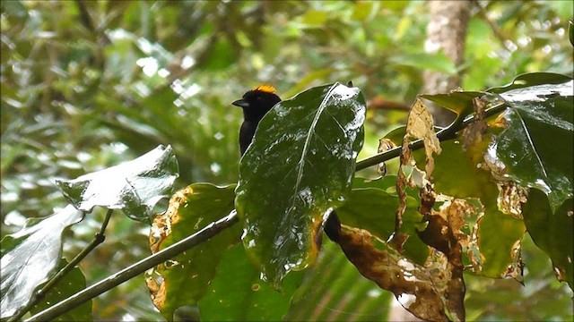 Tawny-crested Tanager - ML201086721